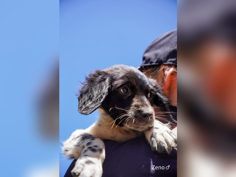 Vier Setter (-mischlinge) suchen ein Zuhause ab August