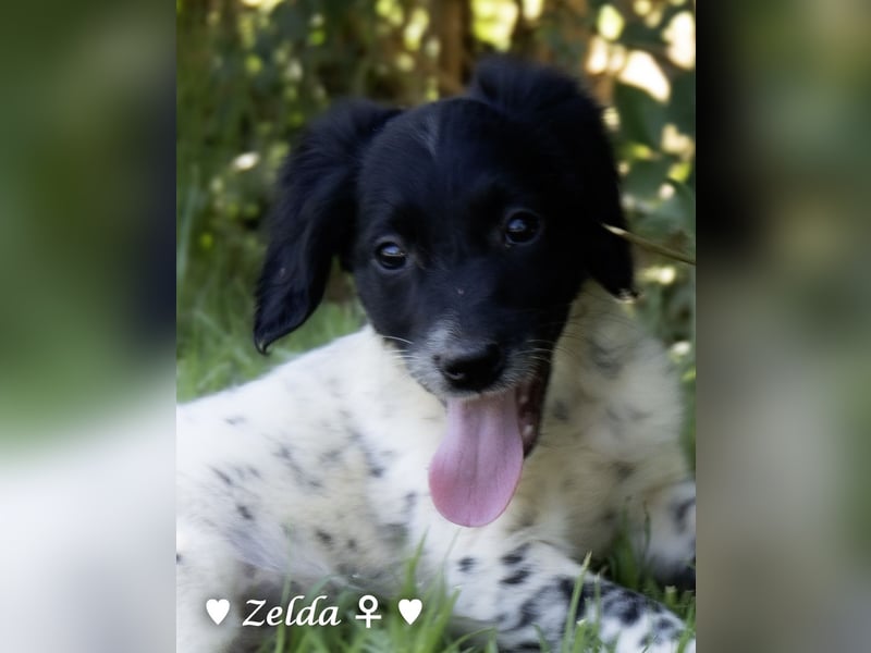 Vier Setter (-mischlinge) suchen ein Zuhause ab August