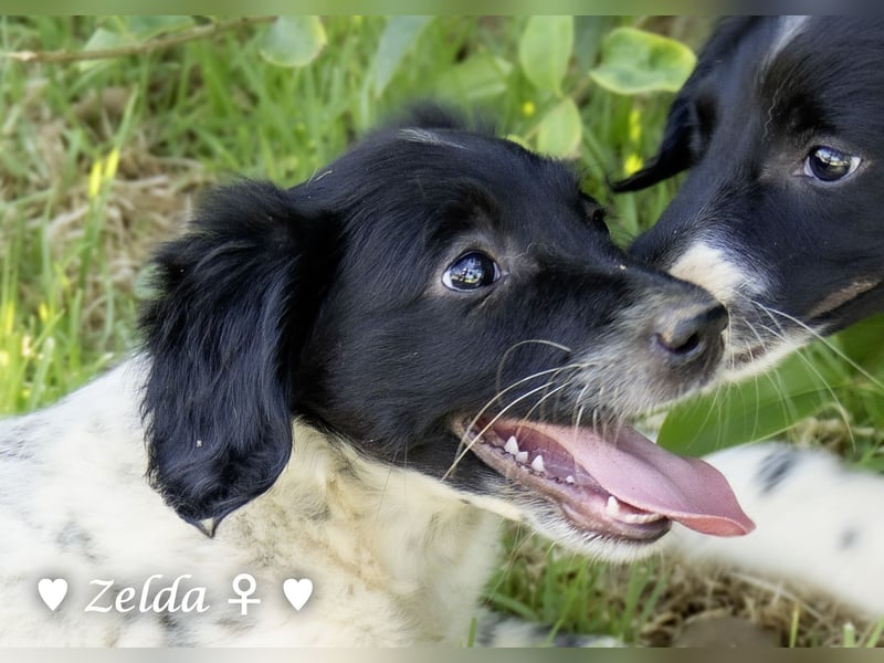 Vier Setter (-mischlinge) suchen ein Zuhause ab August