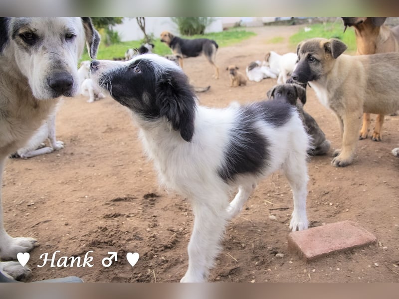 Hank und Hero suchen ein Zuhause