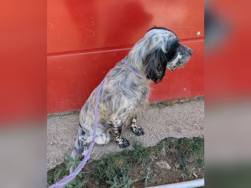 Errol – wunderschöner Setter sucht seine Herzensmenschen ❤️