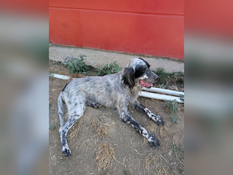Errol – wunderschöner Setter sucht seine Herzensmenschen ❤️