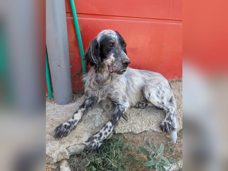 Errol – wunderschöner Setter sucht seine Herzensmenschen ❤️