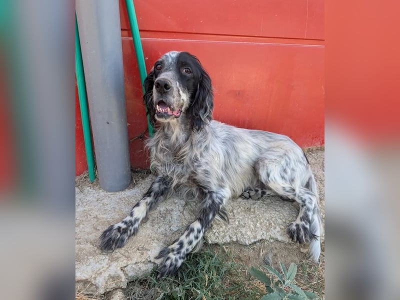 Errol – wunderschöner Setter sucht seine Herzensmenschen ❤️