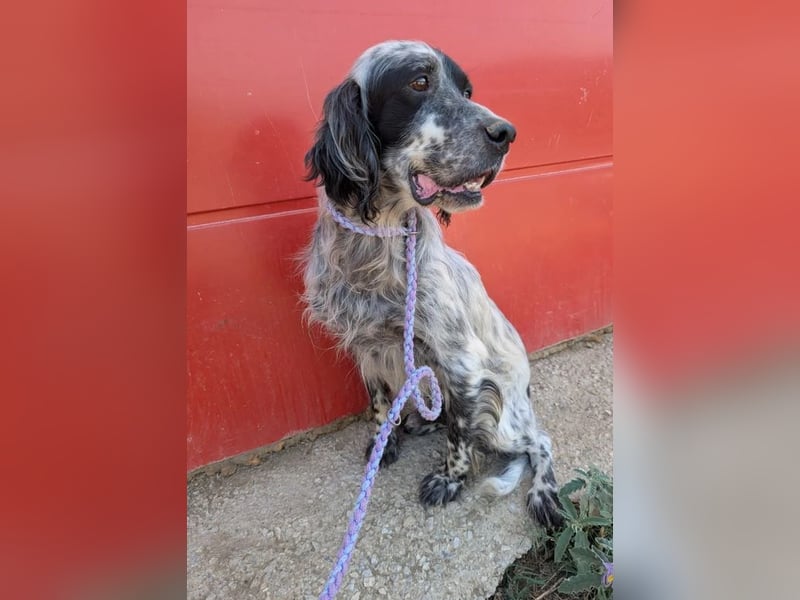 Errol – wunderschöner Setter sucht seine Herzensmenschen ❤️