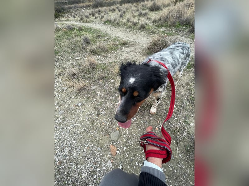 Hündin ANN sucht ihr Für-immer-Körbchen