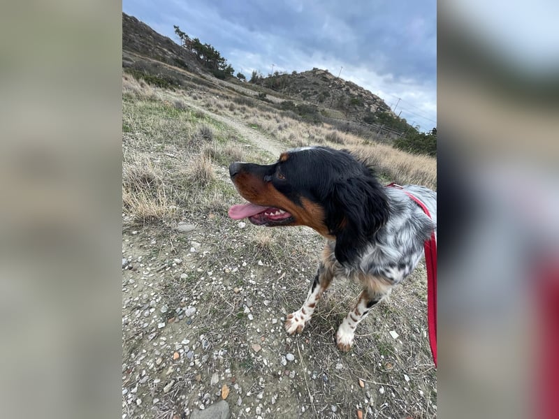 Hündin ANN sucht ihr Für-immer-Körbchen