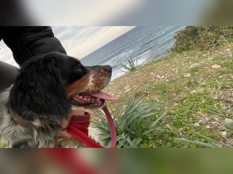 Hündin ANN sucht ihr Für-immer-Körbchen