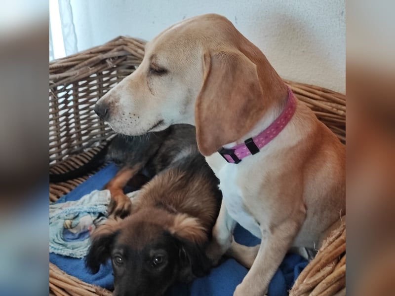 Setter-mix Kiki in 86943 Thaining