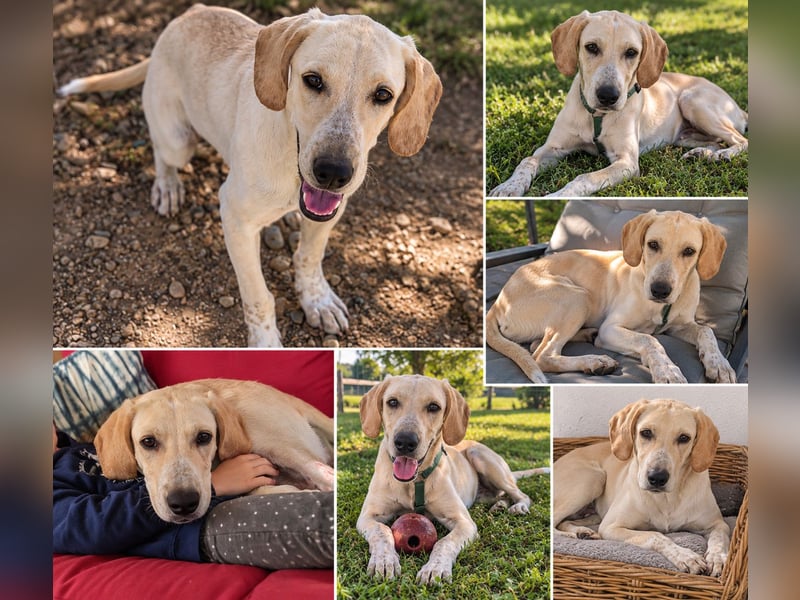 Setter-mix Kiki in 86943 Thaining