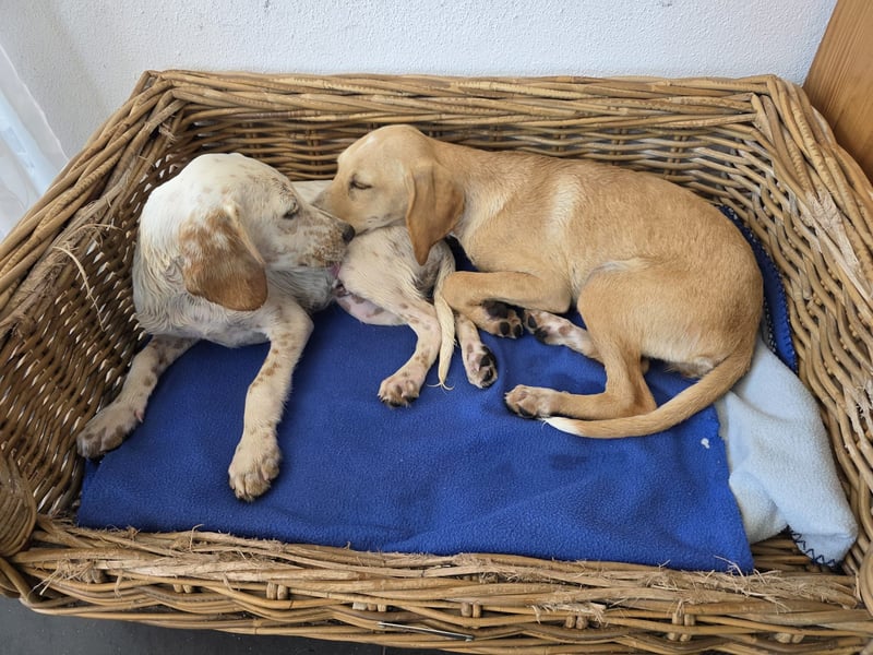 Setter-mix Kiki in 86943 Thaining