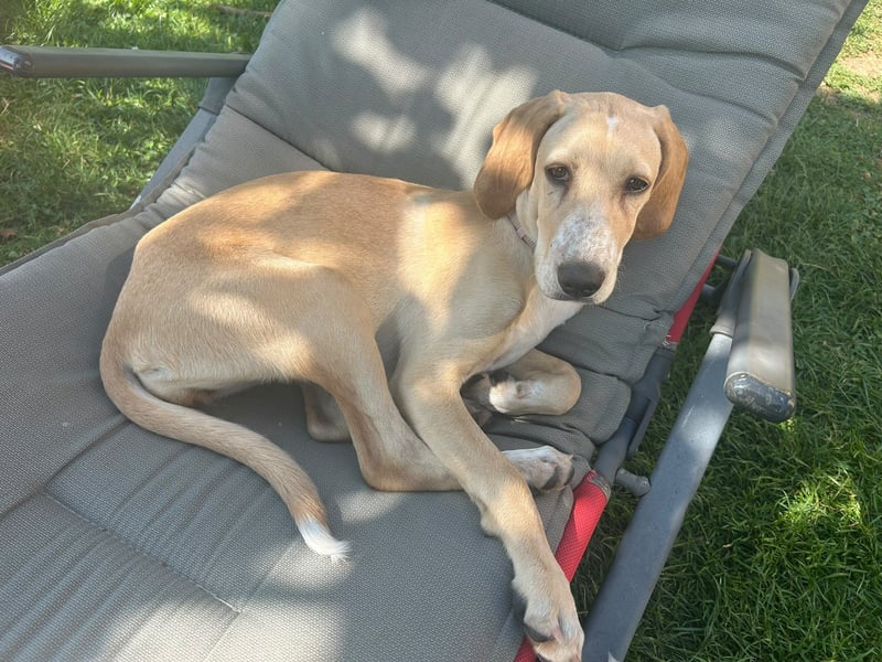 Setter-mix Kiki in 86943 Thaining