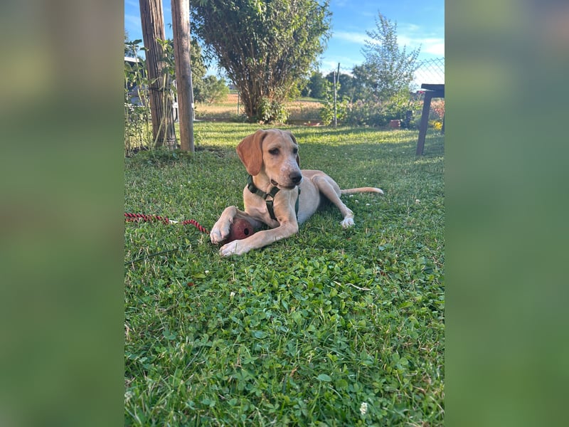 Setter-mix Kiki in 86943 Thaining