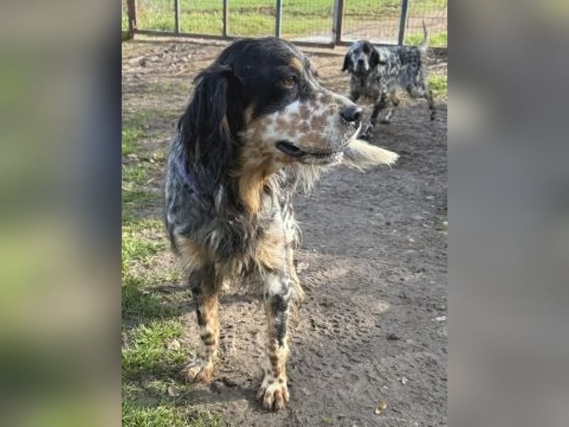 Pamela - ein Herz auf 4 Pfoten