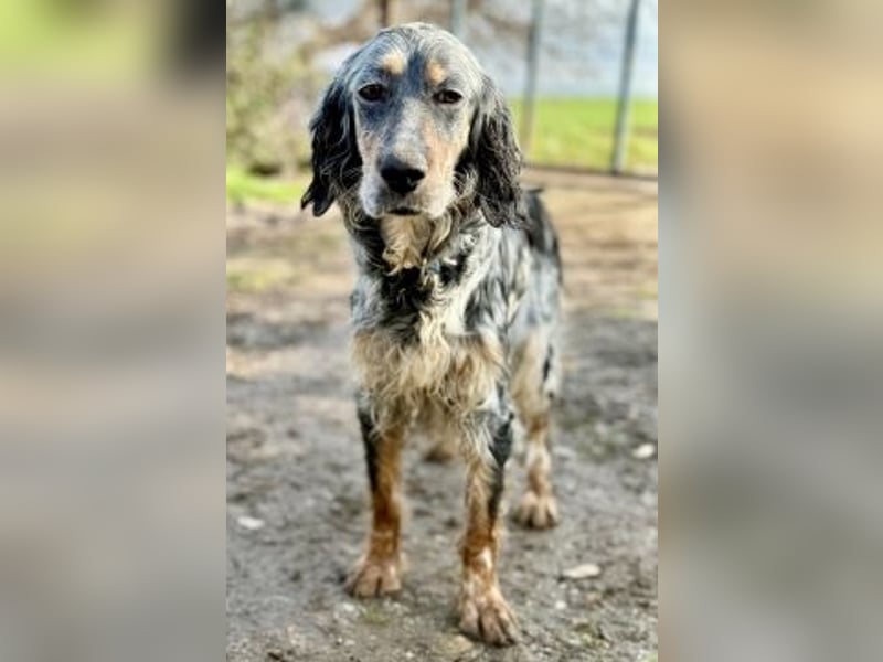 Sasha und Sugar - Dream Team sucht gemeinsames Zuhause