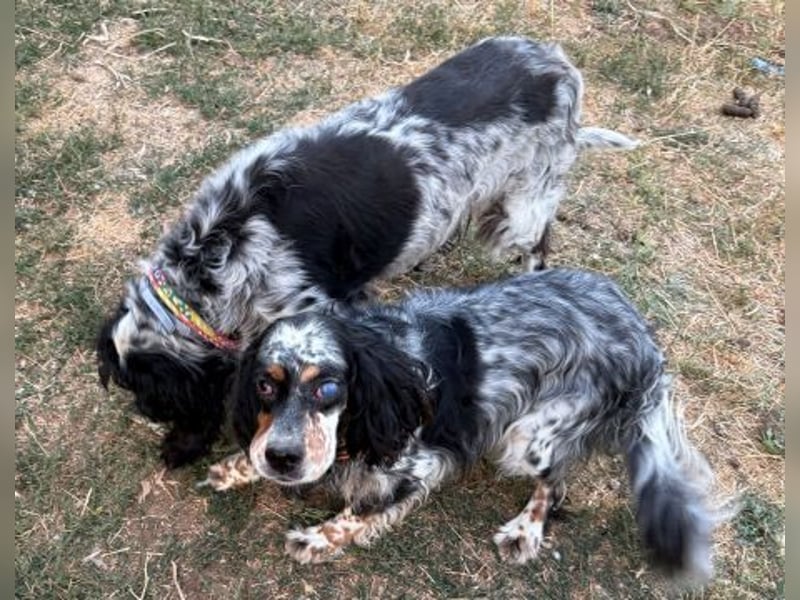 Lola - freundliche, menschenbezogene Setter-Mix-Hündin