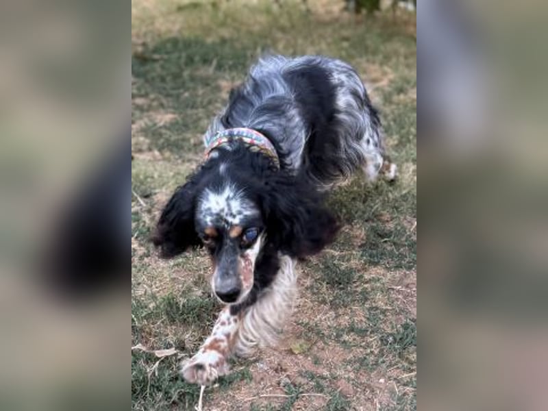 Lola - freundliche, menschenbezogene Setter-Mix-Hündin