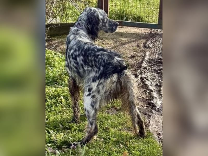 Sasha und Sugar - Dream Team sucht gemeinsames Zuhause