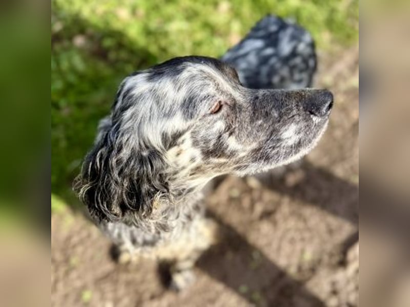 Sasha und Sugar - Dream Team sucht gemeinsames Zuhause