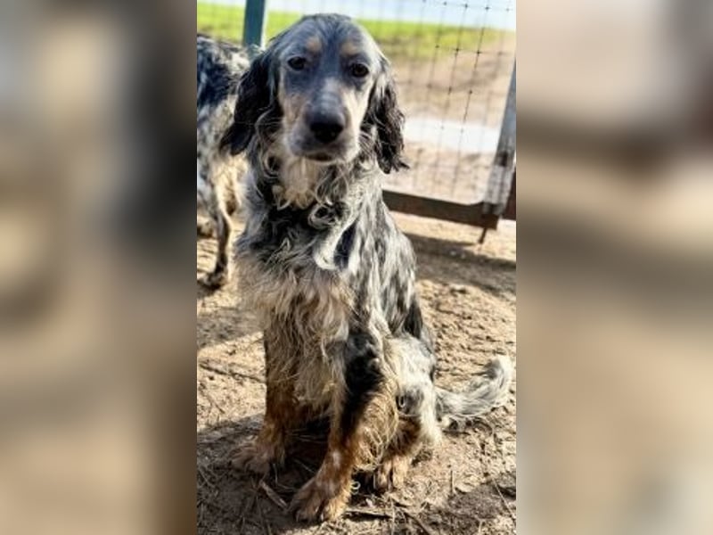 Sasha und Sugar - Dream Team sucht gemeinsames Zuhause