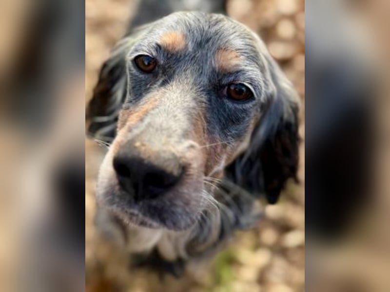 Sasha und Sugar - Dream Team sucht gemeinsames Zuhause