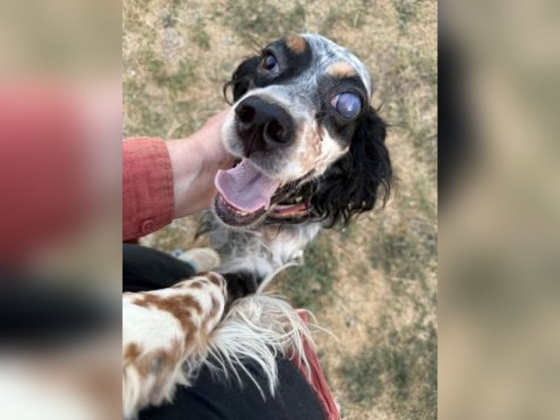 Lola - freundliche, menschenbezogene Setter-Mix-Hündin