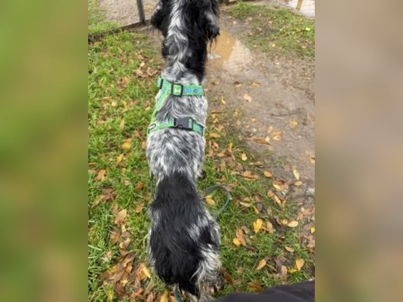 Freundliche Claudia - ein Herz auf 4 Pfoten