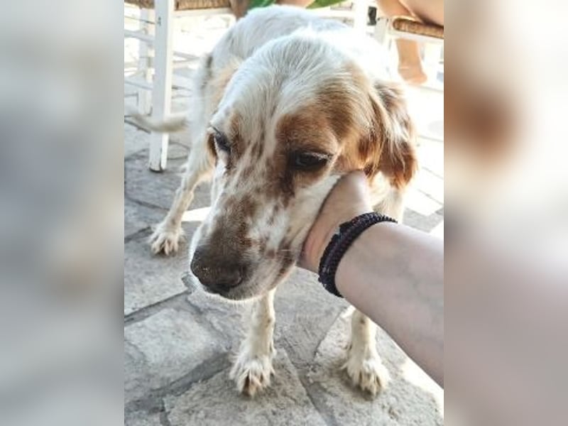 *Reserviert* Lucila - kleine Kämpferin mit großem Herz sucht ihr Glück