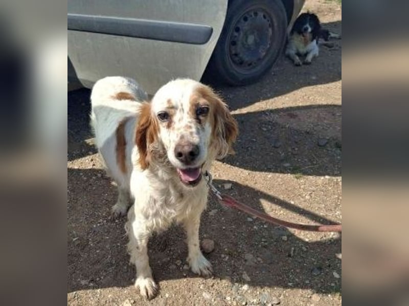 *Reserviert* Lucila - kleine Kämpferin mit großem Herz sucht ihr Glück