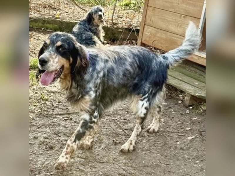 Pamela - ein Herz auf 4 Pfoten