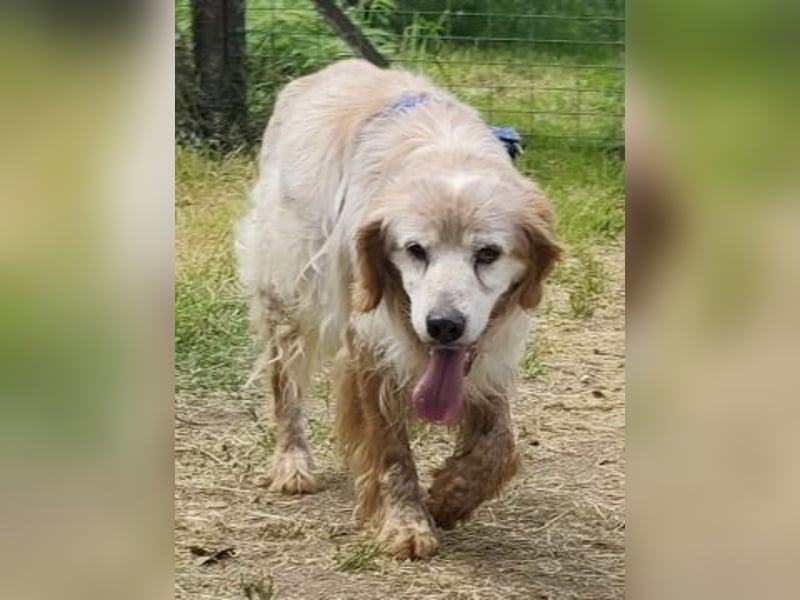 Sebastian - feiner Setter Mix im besten Alter