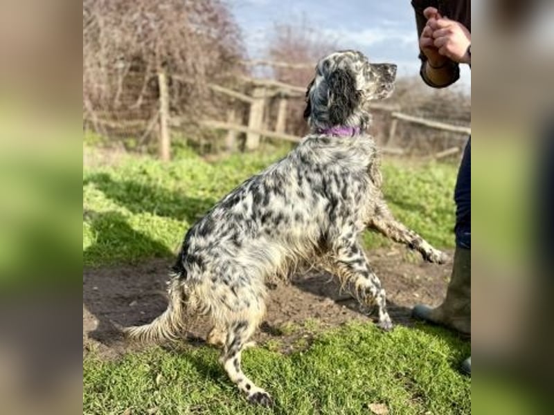 Sasha und Sugar - Dream Team sucht gemeinsames Zuhause