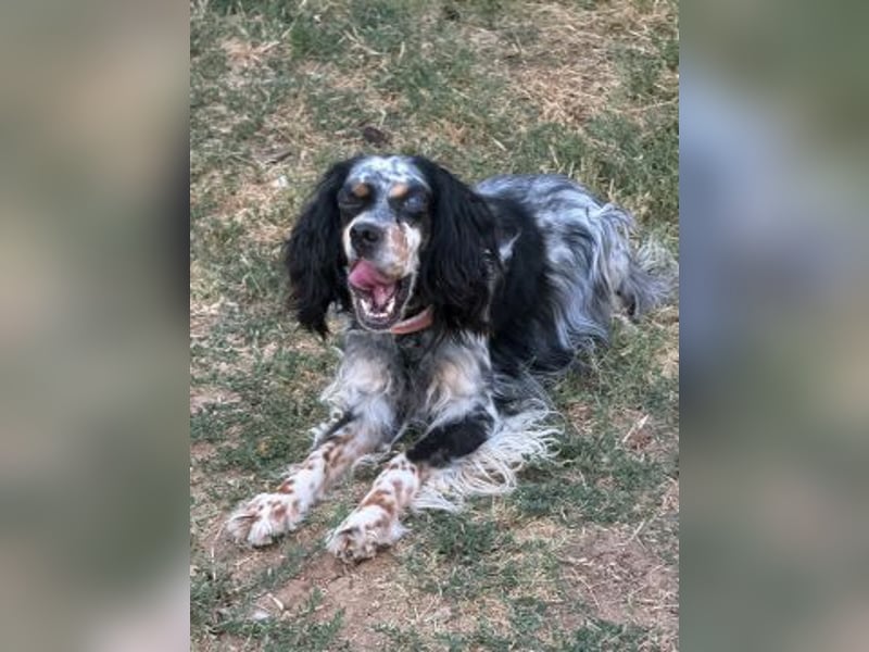 Lola - freundliche, menschenbezogene Setter-Mix-Hündin