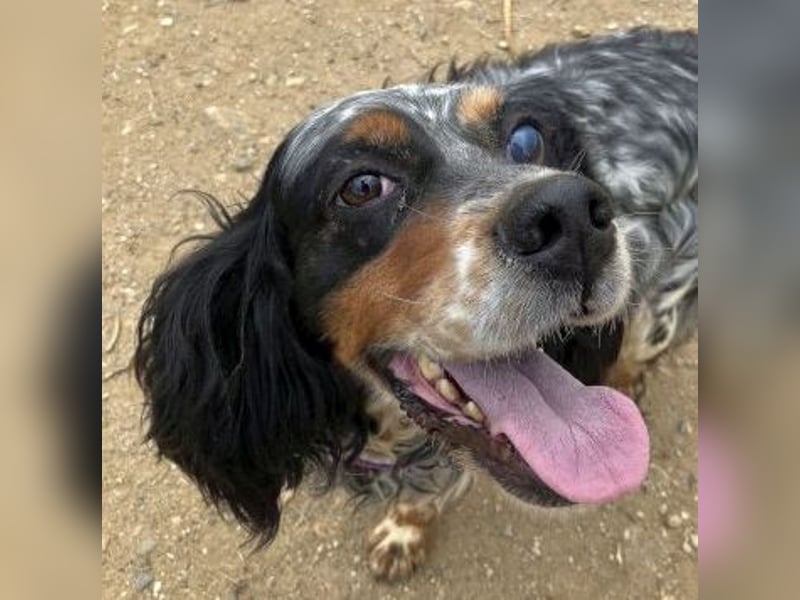 Lola - freundliche, menschenbezogene Setter-Mix-Hündin