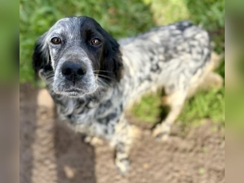 Sasha und Sugar - Dream Team sucht gemeinsames Zuhause