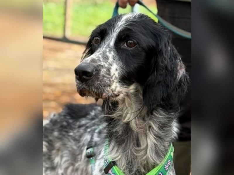 Freundliche Claudia - ein Herz auf 4 Pfoten