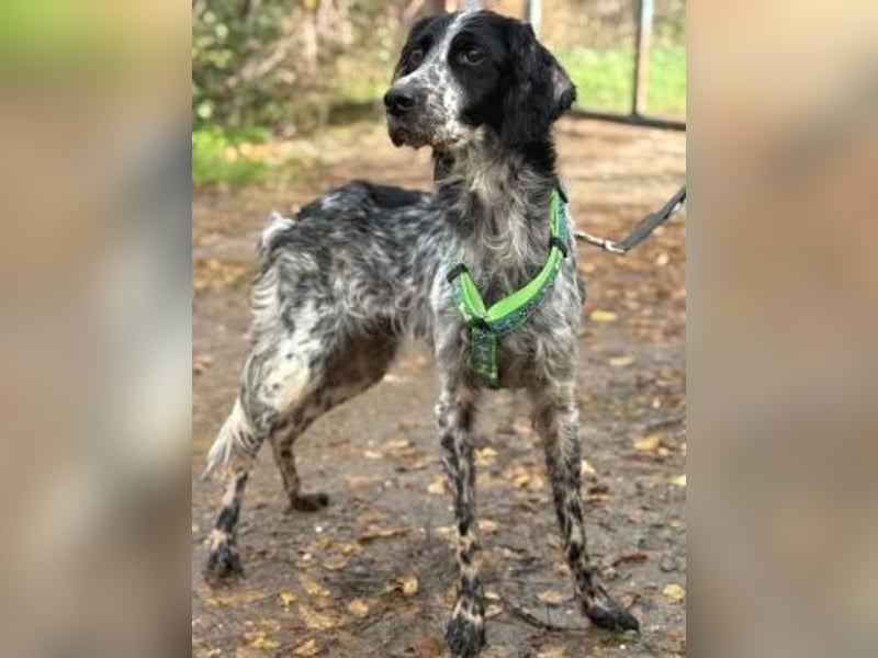 Freundliche Claudia - ein Herz auf 4 Pfoten