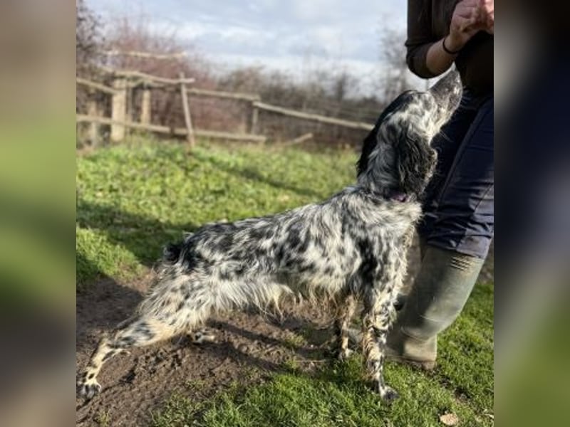 Sasha und Sugar - Dream Team sucht gemeinsames Zuhause