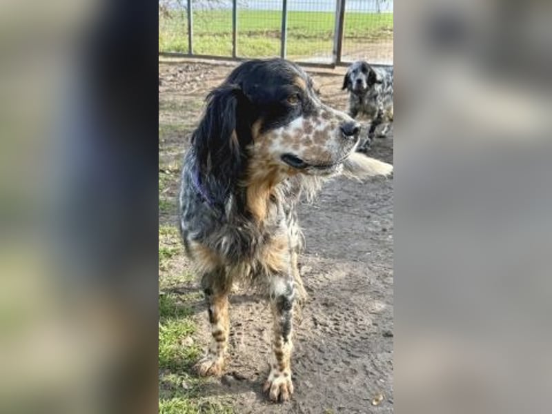 Pamela - ein Herz auf 4 Pfoten