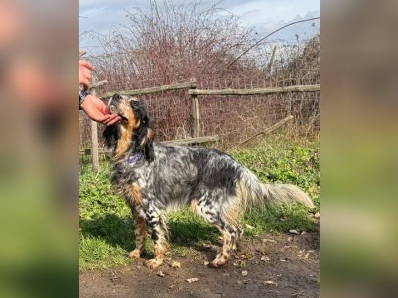 Pamela - ein Herz auf 4 Pfoten