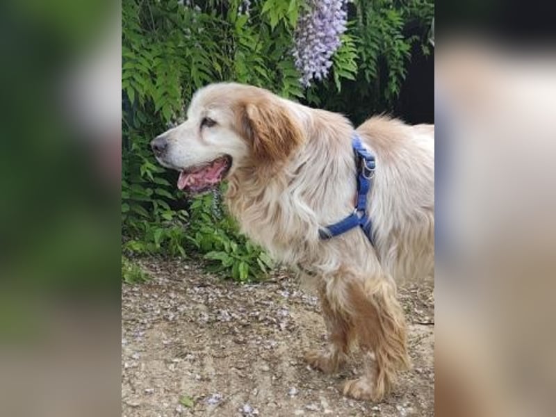 Sebastian - feiner Setter Mix im besten Alter
