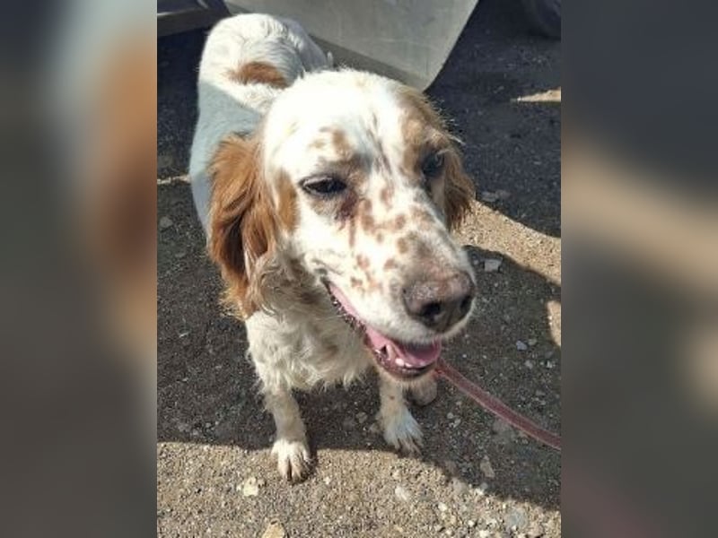 *Reserviert* Lucila - kleine Kämpferin mit großem Herz sucht ihr Glück