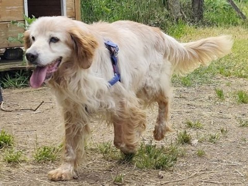 Sebastian - feiner Setter Mix im besten Alter