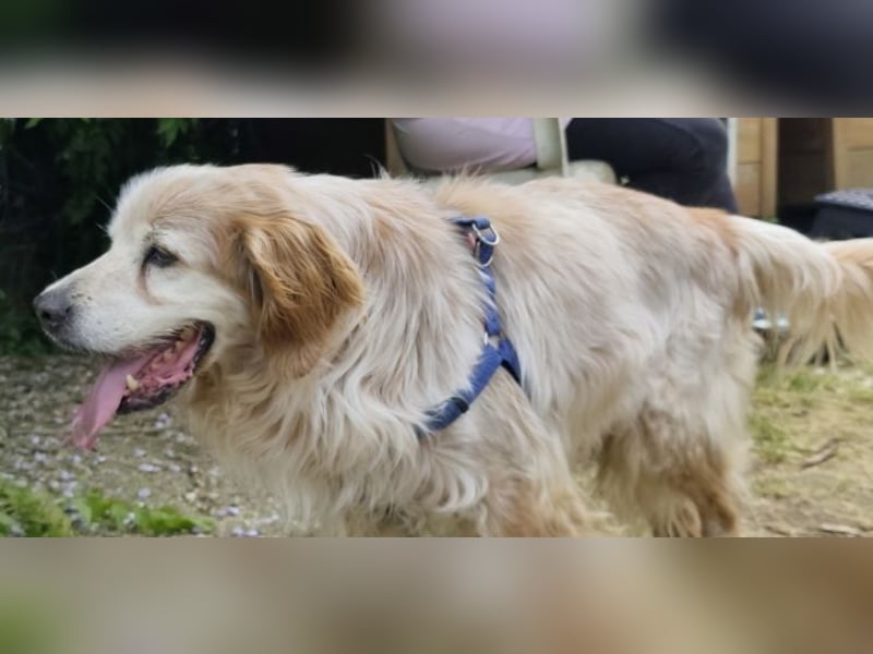Sebastian - feiner Setter Mix im besten Alter