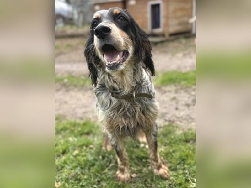 Pamela - ein Herz auf 4 Pfoten