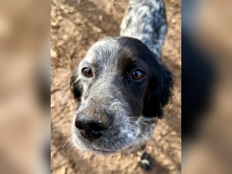 Sasha und Sugar - Dream Team sucht gemeinsames Zuhause