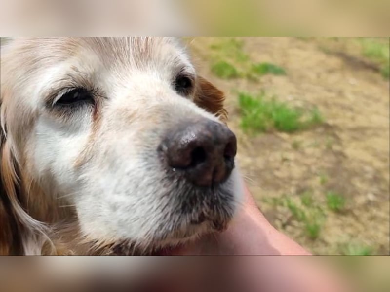 Sebastian - feiner Setter Mix im besten Alter