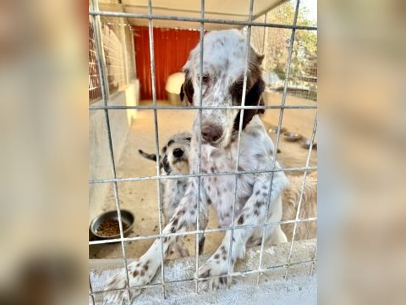 Wanda - sanfter Rohdiamant sucht Familienanschluss