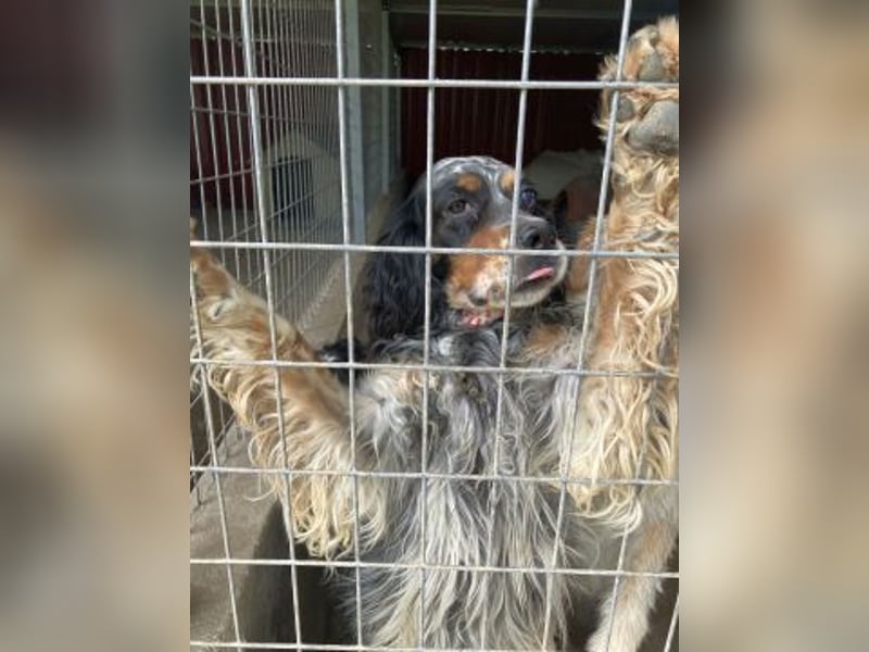 Lola - freundliche, menschenbezogene Setter-Mix-Hündin