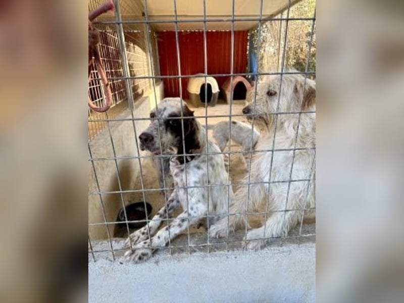 Wanda - sanfter Rohdiamant sucht Familienanschluss